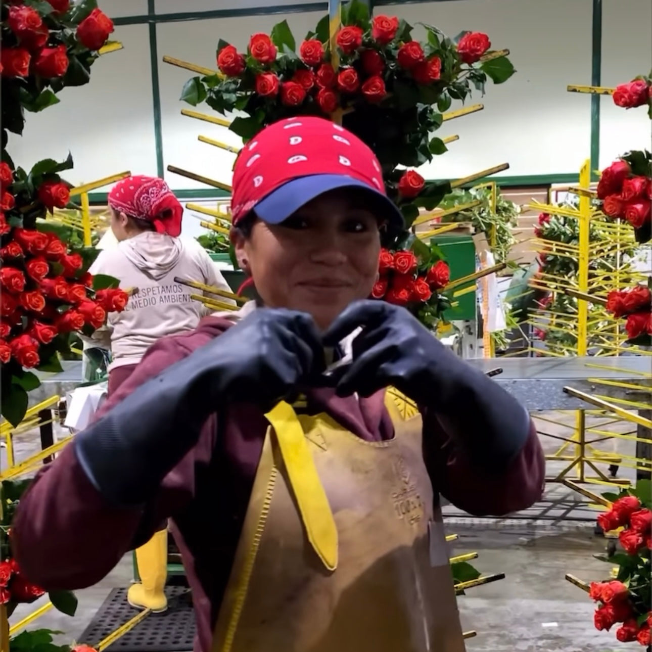 Preserved Roses Box: The Secret to Roses That Last for Years