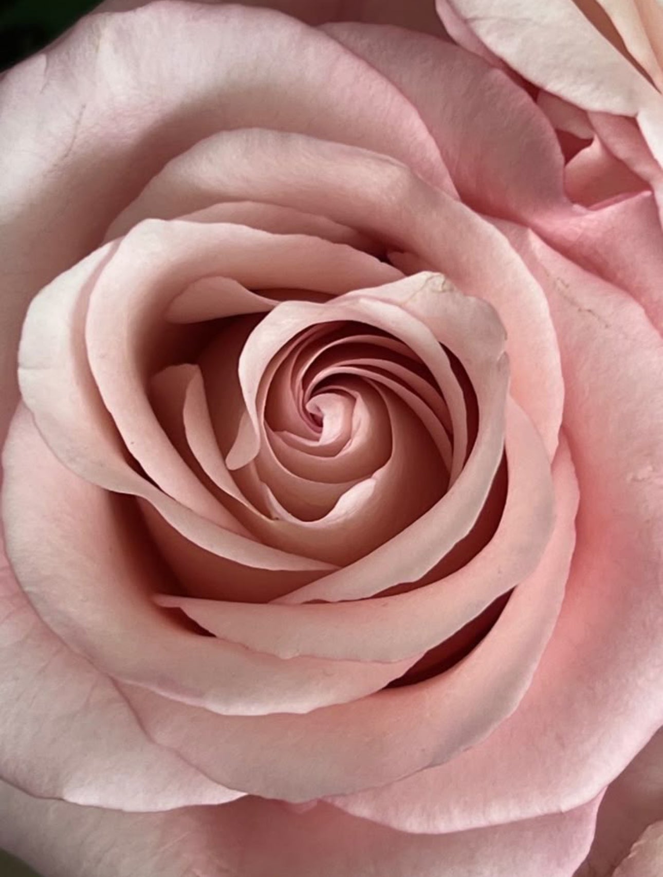 Close-up of a pink rose with soft focus